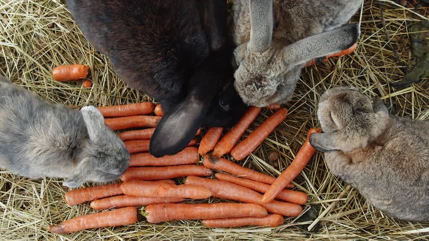 Sustainable Farm With Animals