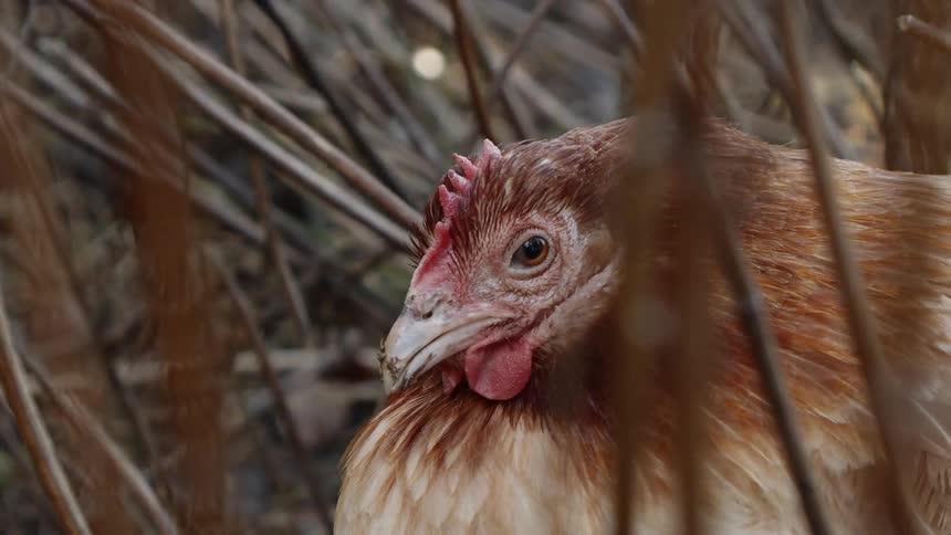 Sustainable Farm With Animals