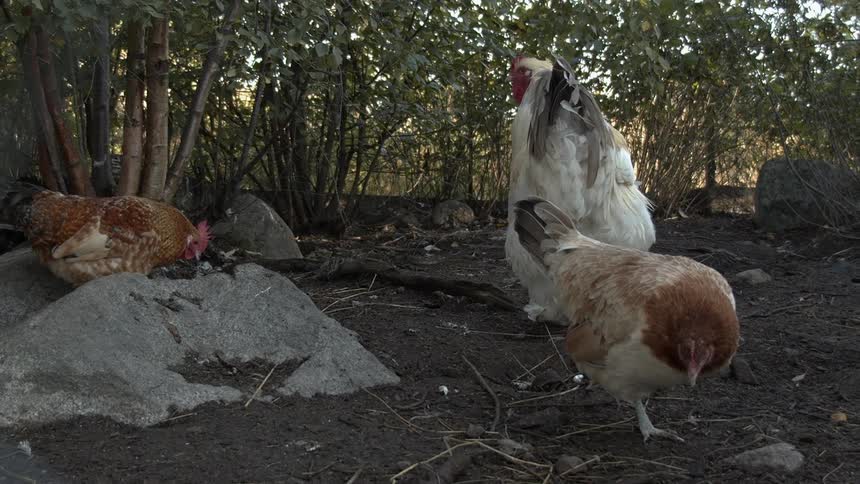 Sustainable Farm With Animals