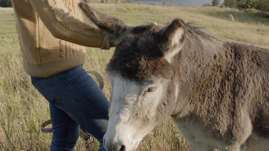 Sustainable Farm With Animals
