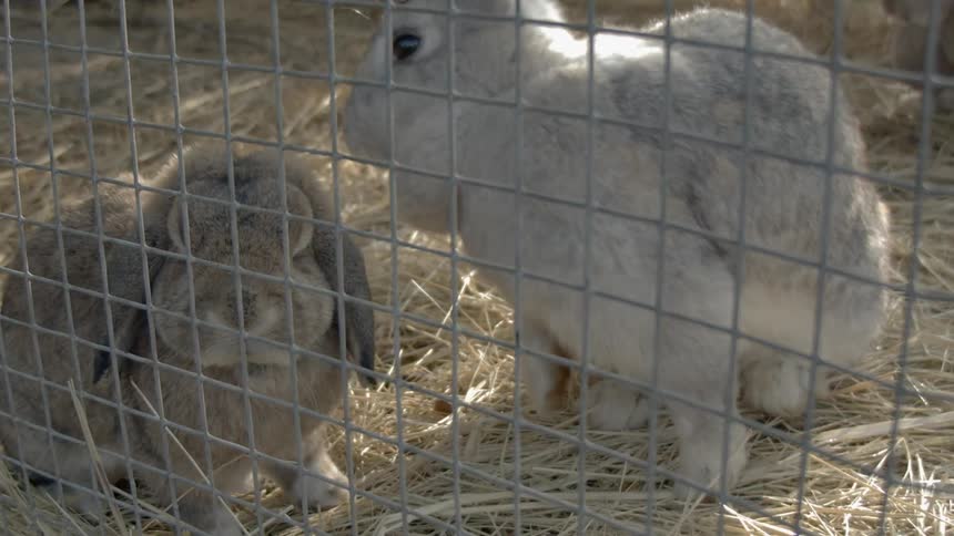 Sustainable Farm With Animals