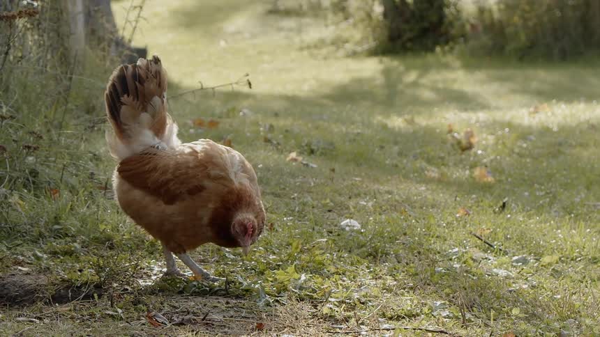Sustainable Farm With Animals