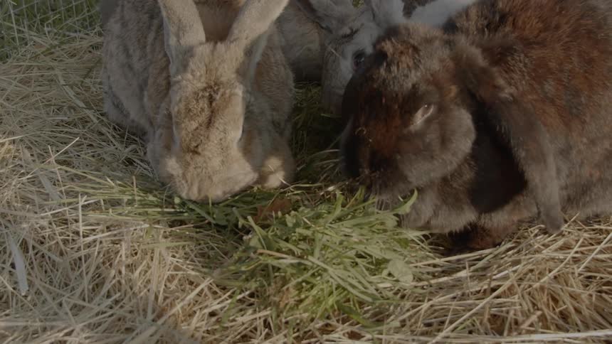 Sustainable Farm With Animals