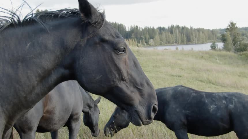 Sustainable Farm With Animals