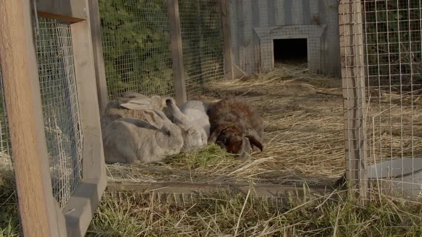 Sustainable Farm With Animals