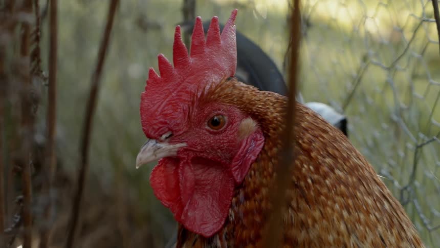 Sustainable Farm With Animals