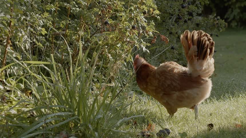 Sustainable Farm With Animals