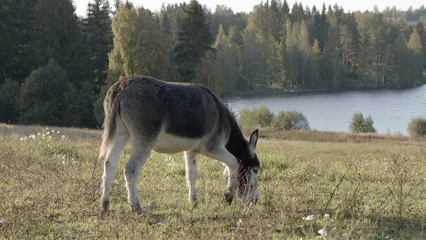 Sustainable Farm With Animals