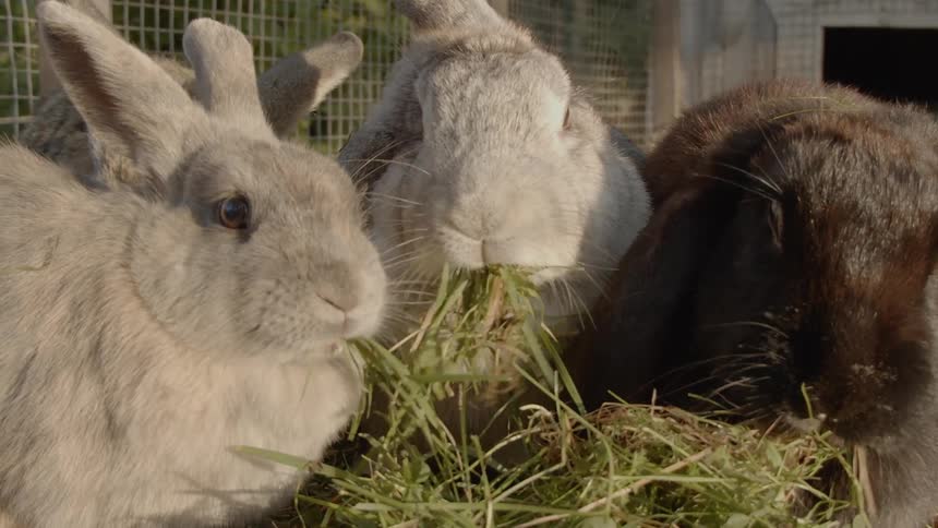 Sustainable Farm With Animals