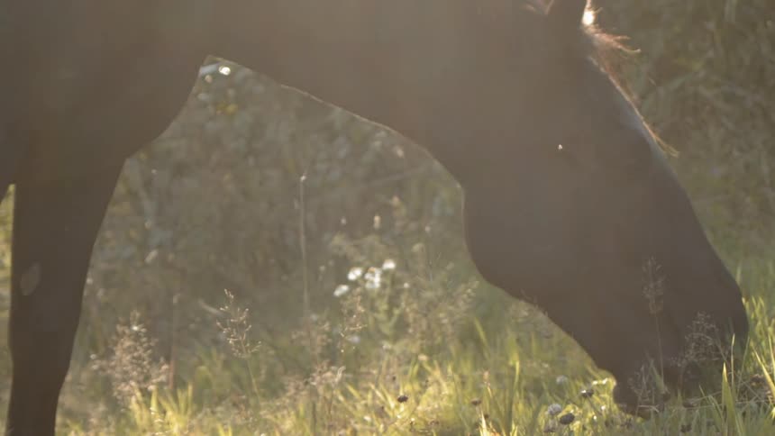 Sustainable Farm With Animals