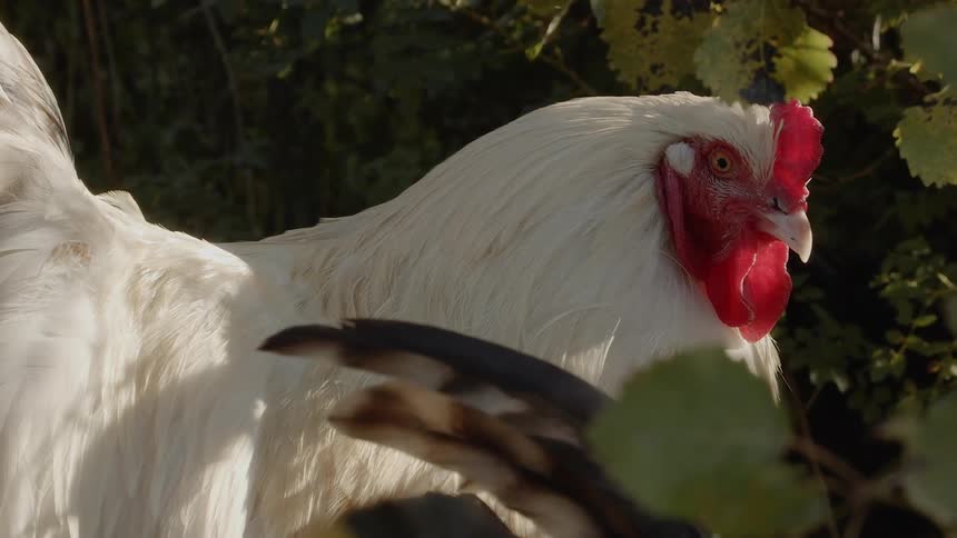 Sustainable Farm With Animals
