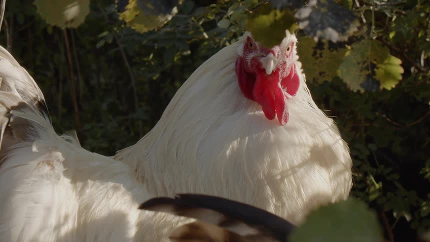 Sustainable Farm With Animals