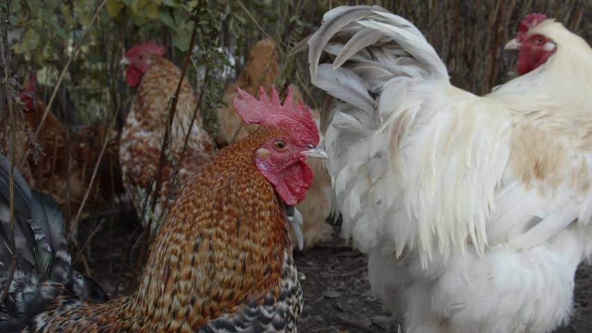 Sustainable Farm With Animals