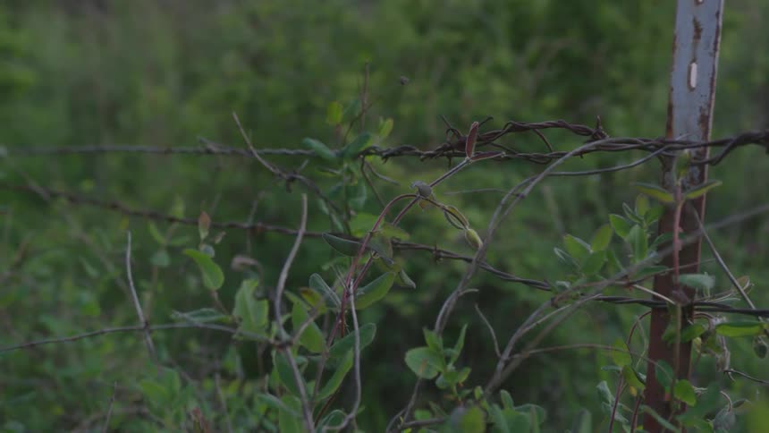 Plant branches grow around and through a rusty barbed wire fence