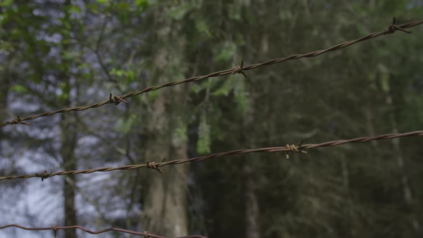 Tree branches in the wind behind a barbed wire fence