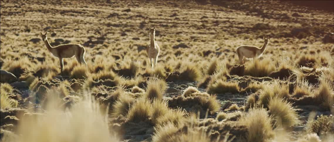 Llamas or alpacas grazing in a field with clumps of grasses