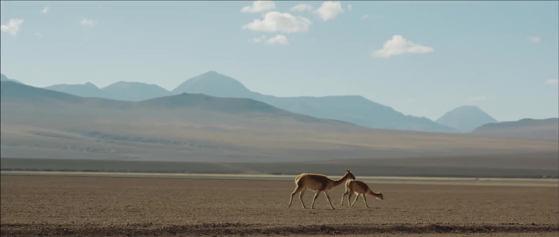 Animals walk in a large open area in the wilderness