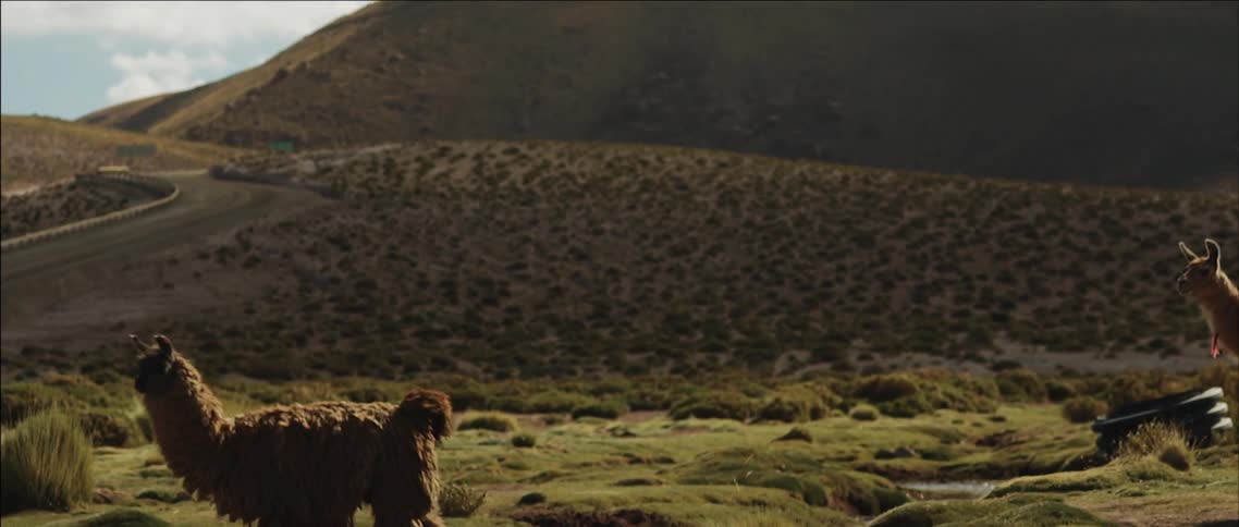 A llama is walking over a stream on a sunny day