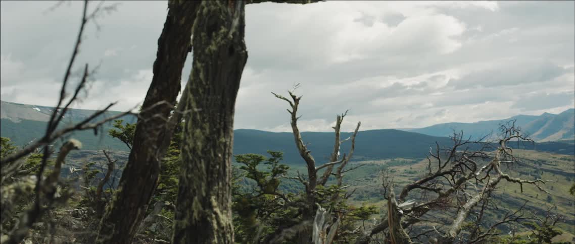 A bird flies near gnarled trees in the wilderness