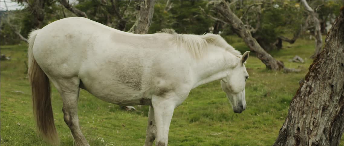 A white horse in a wooded field