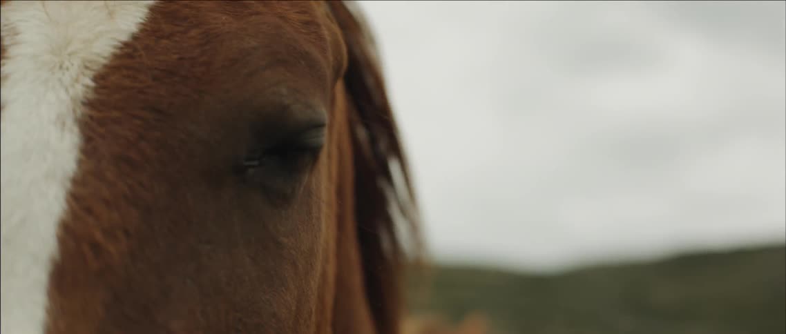 Close up view of a horse's eye blinking