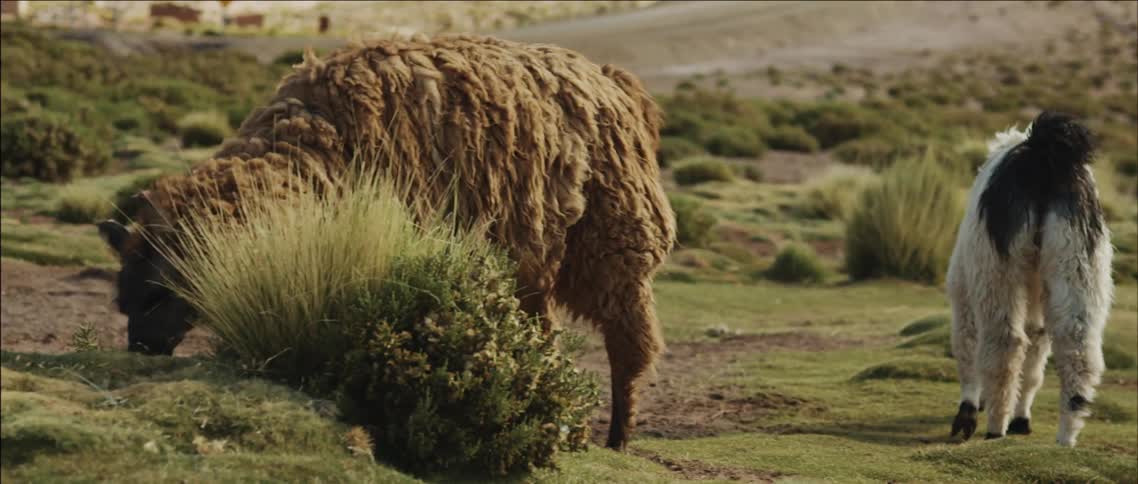Large llamas are drinking water and grazing on a field