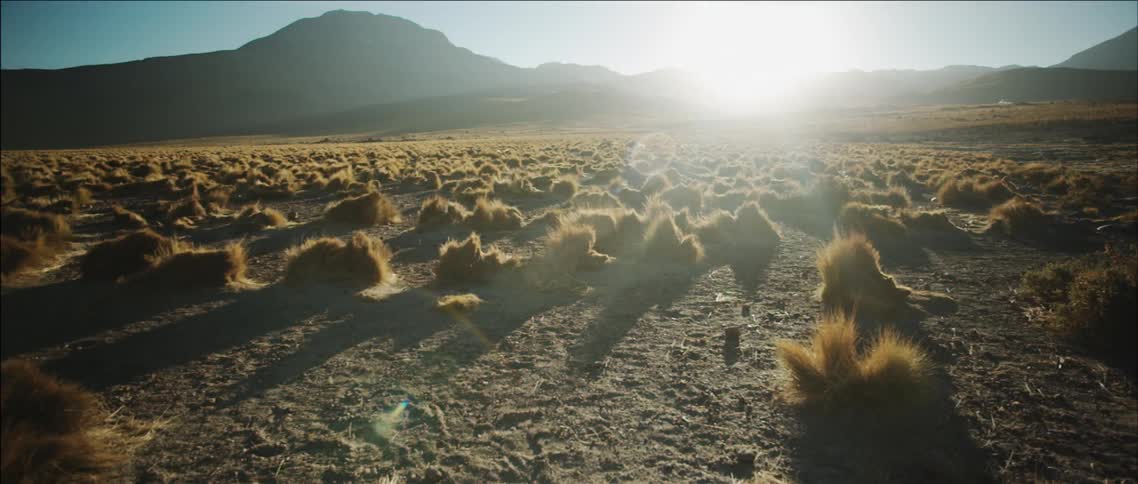 The sun shines down on shrubs in the wilderness