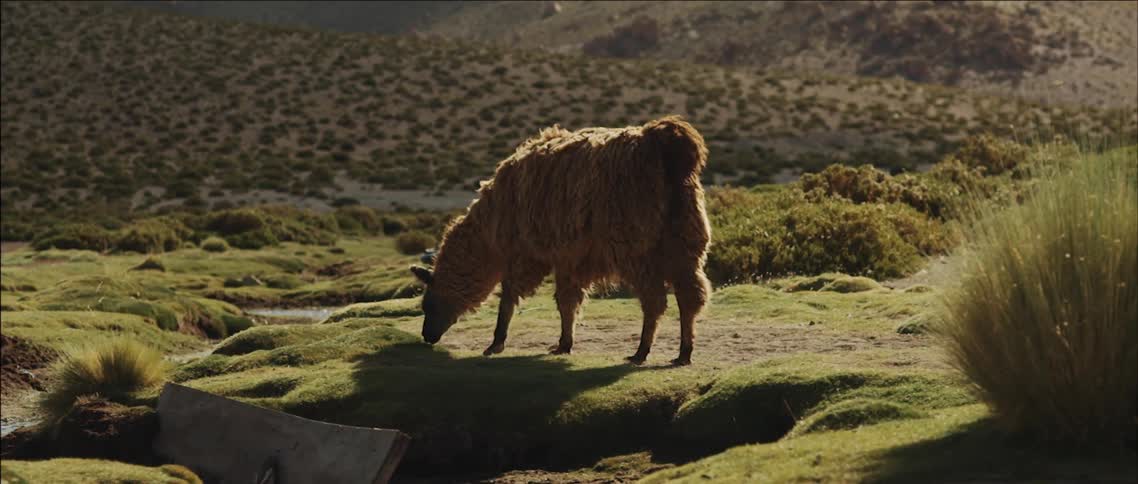 An alpaca eating grass