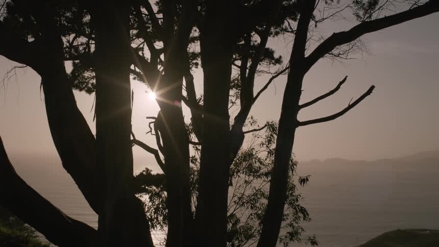The sun shines through a silhouetted tree
