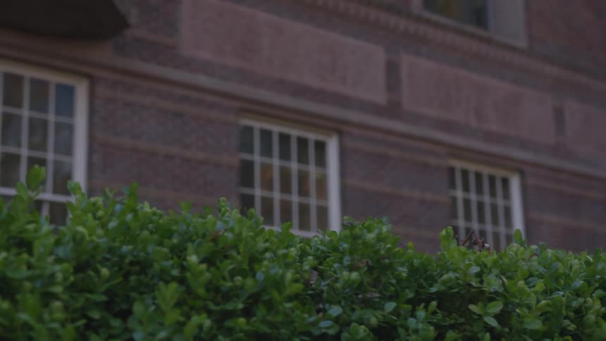 An large brick building that is perhaps an old university building is seen behind a row of green shrubs