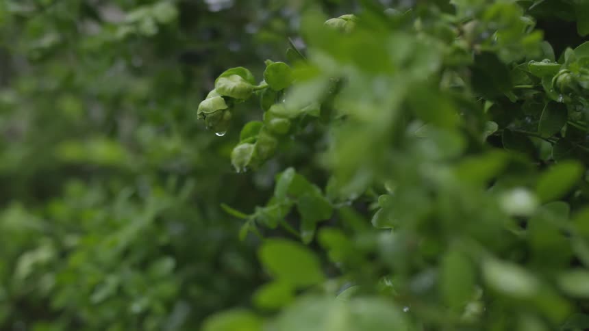 Raindrops falling on and dripping from a small curled green leaves