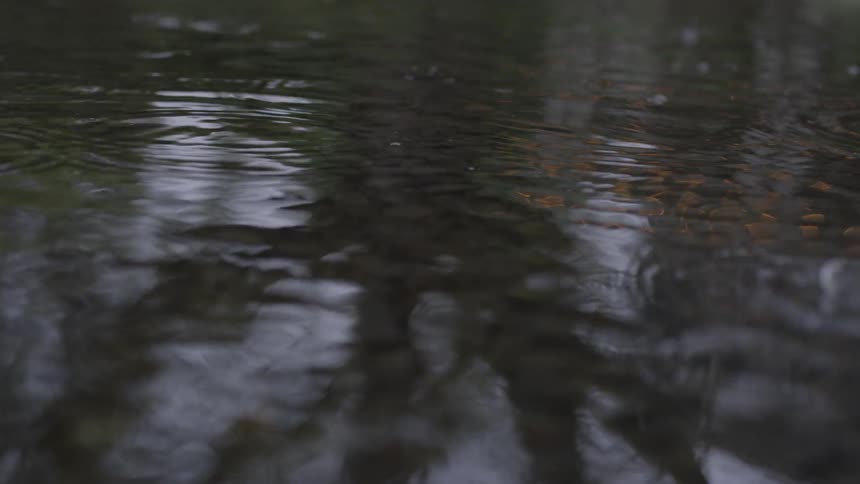 Rain is falling into the water
