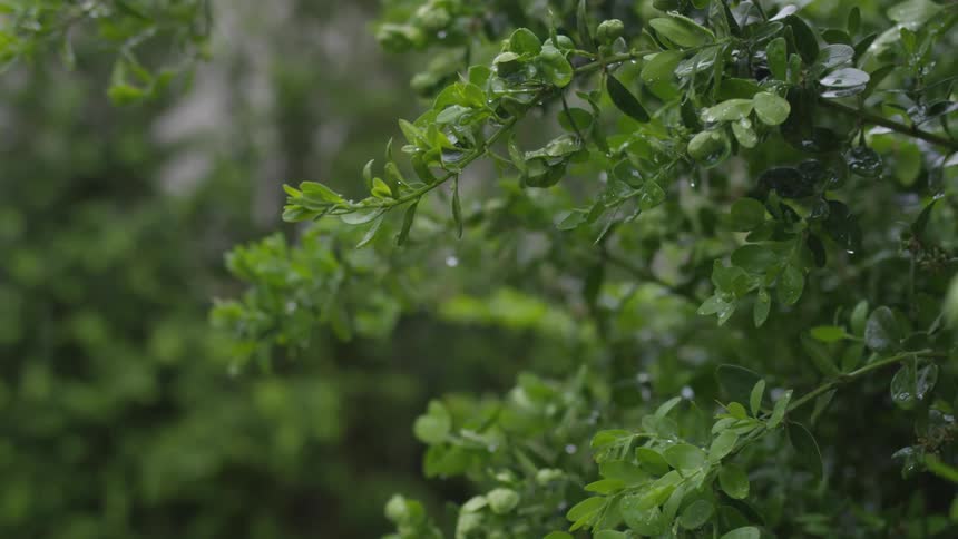 Rain is falling over the leaves of a tree