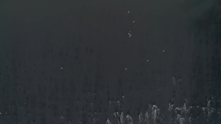 Birds fly over ocean waves