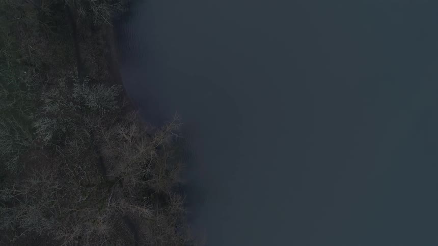 The trees are lined next to the ocean