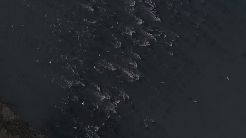Birds fly above ocean waves