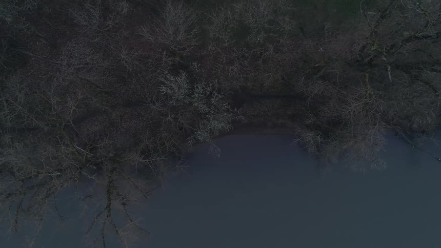 Fog moving through trees with frost