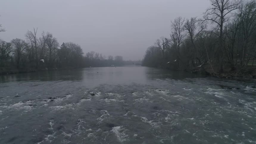 Seagulls flying over a river