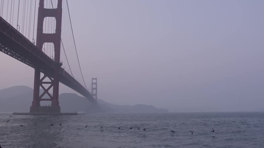A flock of birds fly over a body of water and beneath a bridge on a foggy day