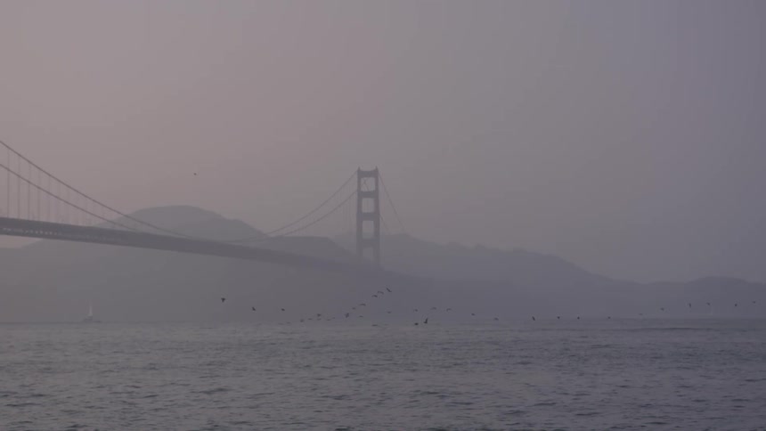 Birds flying in front of the golden gate bridge