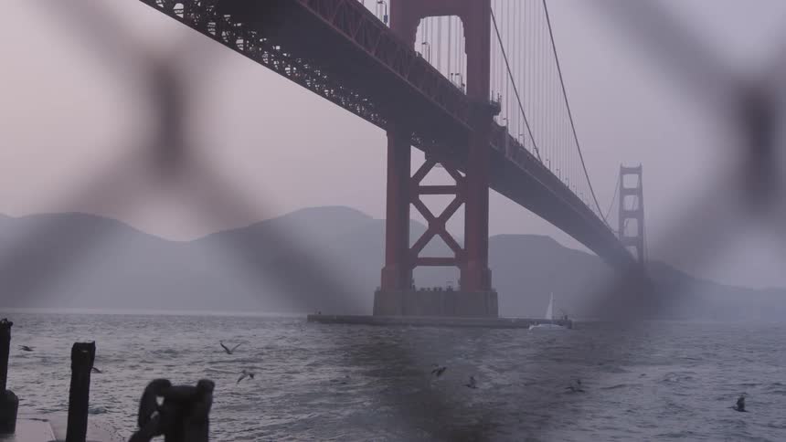 Sea birds fly under the golden gate bridge