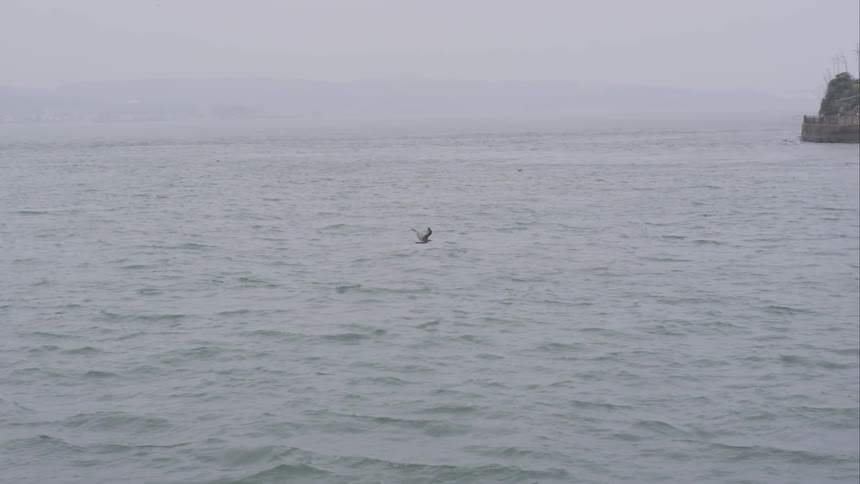 Sea bird flying over the ocean towards a rocky hillside