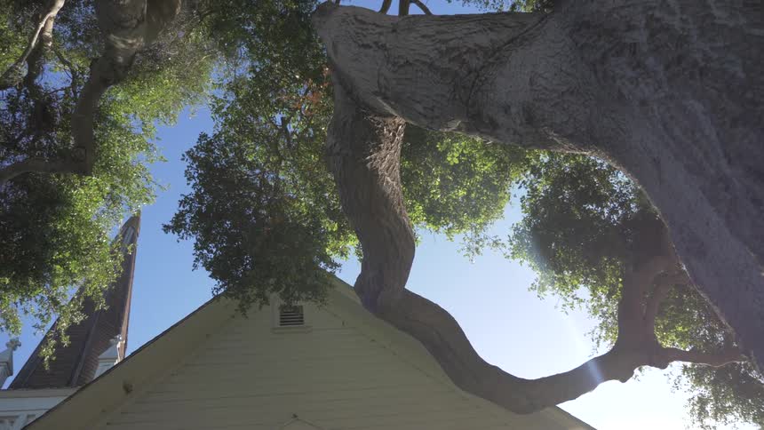 Camera looks up into a large tree near a building