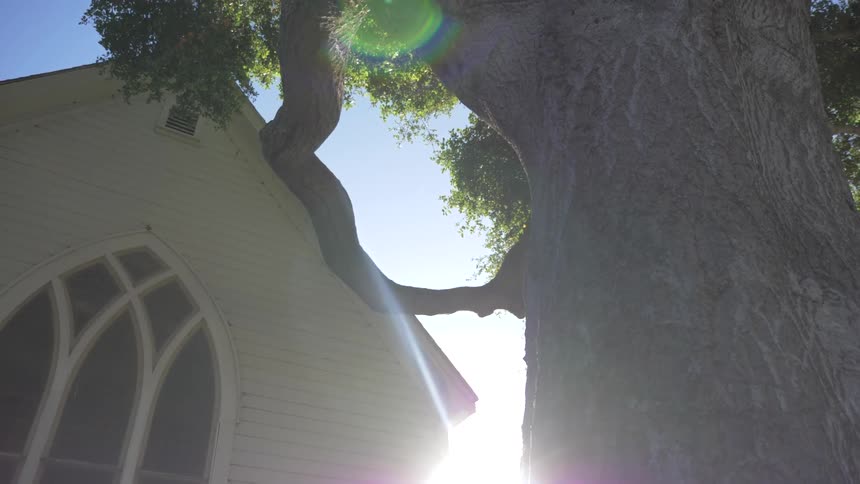 A large tree outside of a church on a sunny day