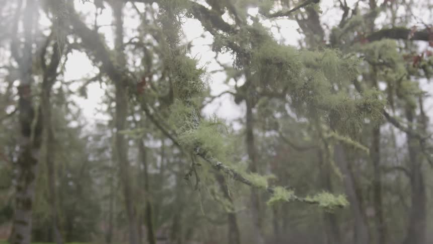 Smoke blowing through the forest on a cloudy day