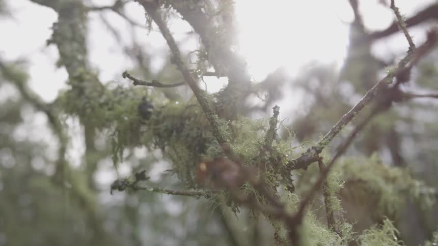 Moss covered branches in a rainy forest