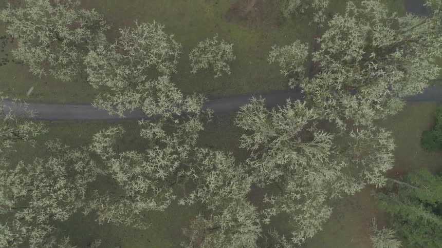 Snow is falling among the trees