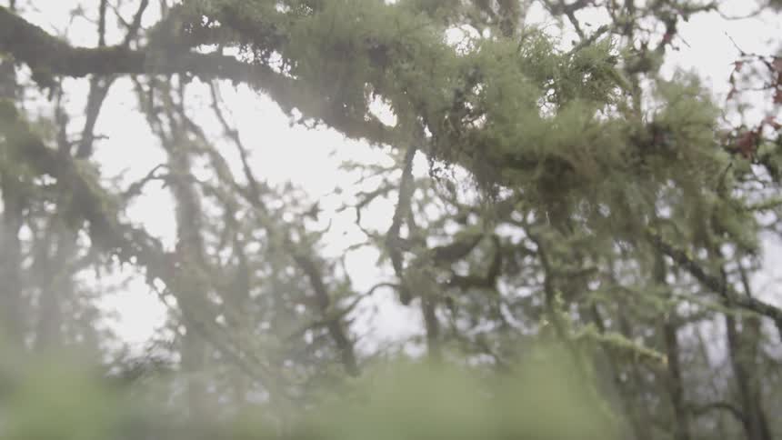 A drizzly day for the trees as they drip the rain water from their branches under a grey sky
