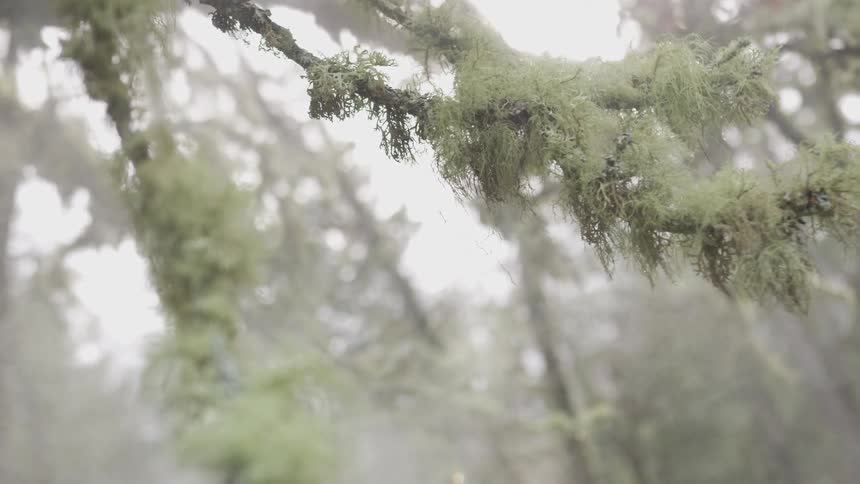 A close up of tree branches in the forest on a foggy day