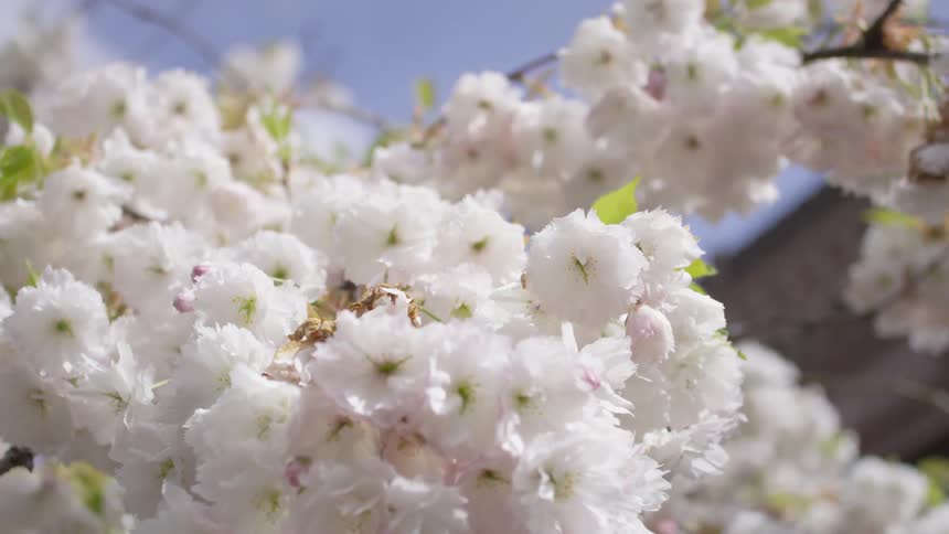 Small white petals grow out of branches under a clear blue sky